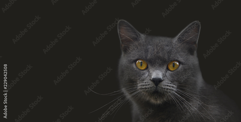 Portrait of a moggy female cat on darkgray background.