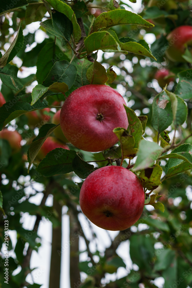 Branch of apple trees bending under the weight of fruit. Autumn orchard. Branch of apple trees bending under the weight of fruit. Autumn orchard.