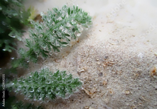 Macro de feuilles d'Achillea crithmifolia mouillées de  brouillard, espace de copie sur la droite sur fond de pierre calcaire  photo