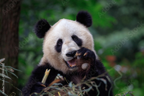 Happy Panda Bear Waving at the Viewer, Bifengxia Panda Reserve in Ya'an - Sichuan Province, China. Endangered Species Animal Conservation, Fluffy cute panda bear waving its paw in the air