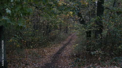 Herbst in Klotzsche photo