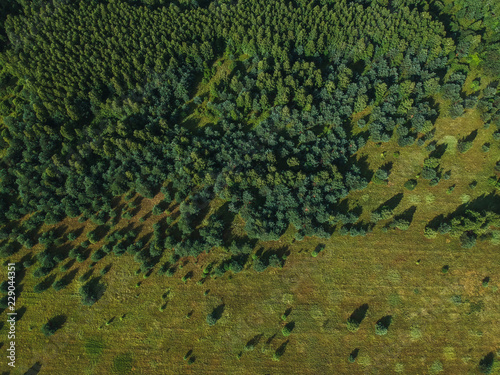 Obraz na płótnie The border between the forest and the field in summer from the height of the quadrocopter w salonie