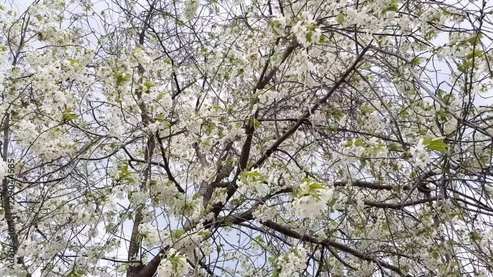 blossoming cherry tree white flowers in the village against the background of a spring sky blossoming cherry tree white flowers in the village against the background of a spring sky