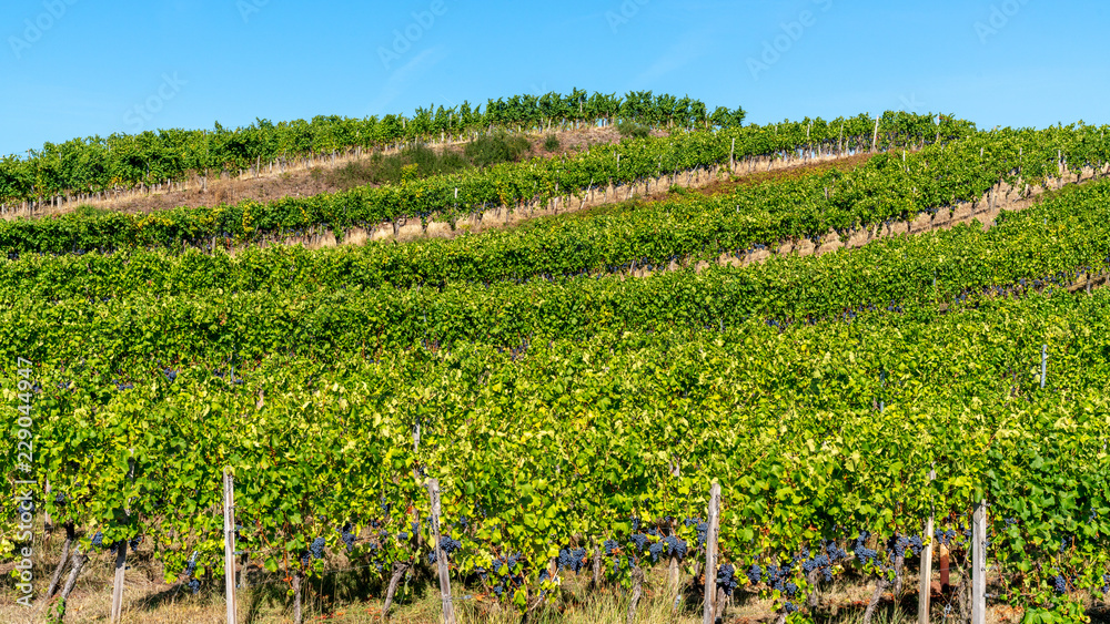 Vineyard in Baden-Württemberg, Germany