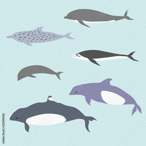 Types of dolphins. Flat vector illustration. Classification set of dolphins to illustrate a children's book about geography or biology
