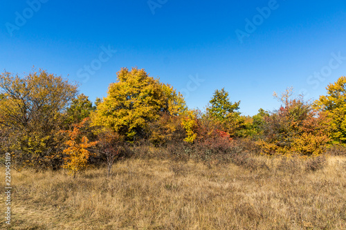 Amazing Autumn landscape of Cherna Gora (Monte Negro) mountain, Pernik Region, Bulgaria