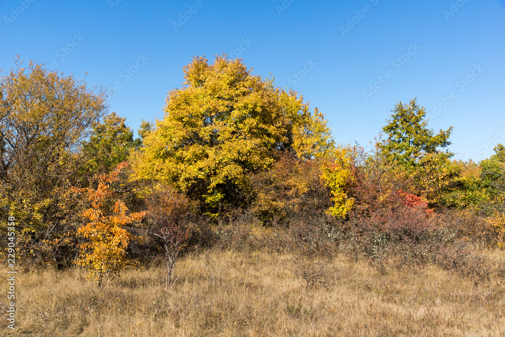 Amazing Autumn landscape of Cherna Gora (Monte Negro) mountain, Pernik Region, Bulgaria