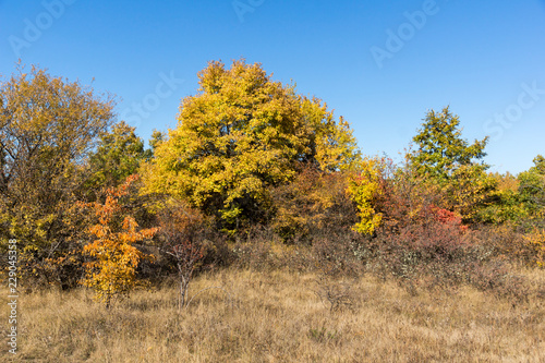 Amazing Autumn landscape of Cherna Gora  Monte Negro  mountain  Pernik Region  Bulgaria