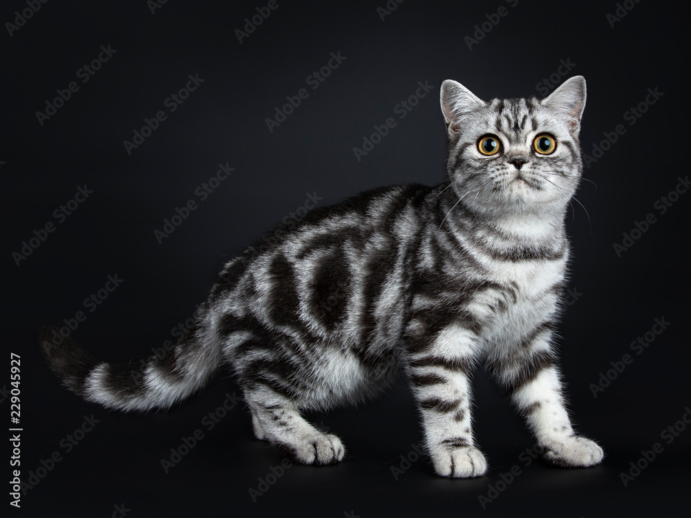 Excellent black silver tabby blotched British Shorthair cat kitten standing / walking side ways and looking straight at camera, isolated on black background