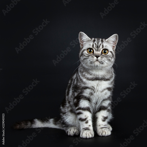 Excellent black silver tabby blotched British Shorthair cat kitten straight up front view and looking curious straight at camera, isolated on black background