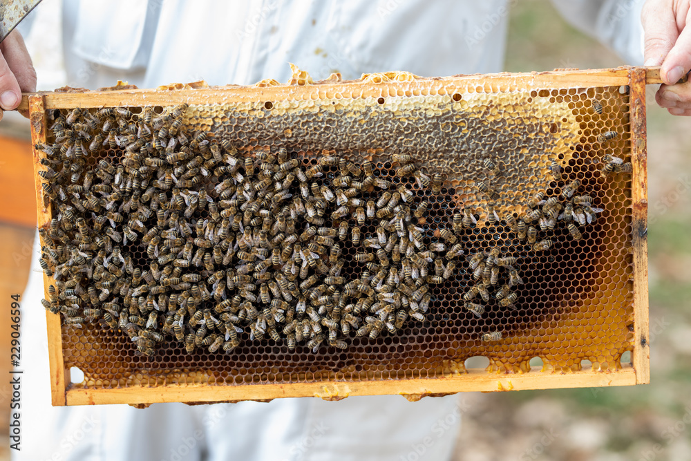 Imker beim kontrollieren der Bienen im Herbst Imker beim kontrollieren der Bienen im Herbst