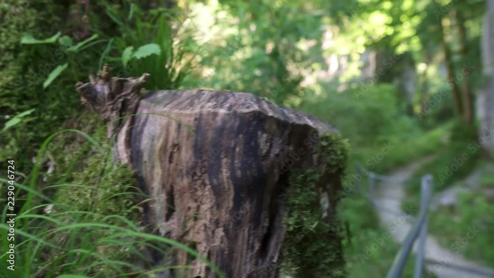 Revealing shot from behind a tree trunk to a foot path in the forest with sun light in the background Revealing shot from behind a tree trunk to a foot path in the forest with sun light in the background