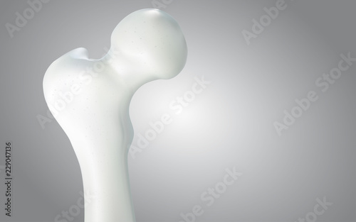 Thigh bone and human sphincter. On a white background - 3D rendering can be word or word paste.