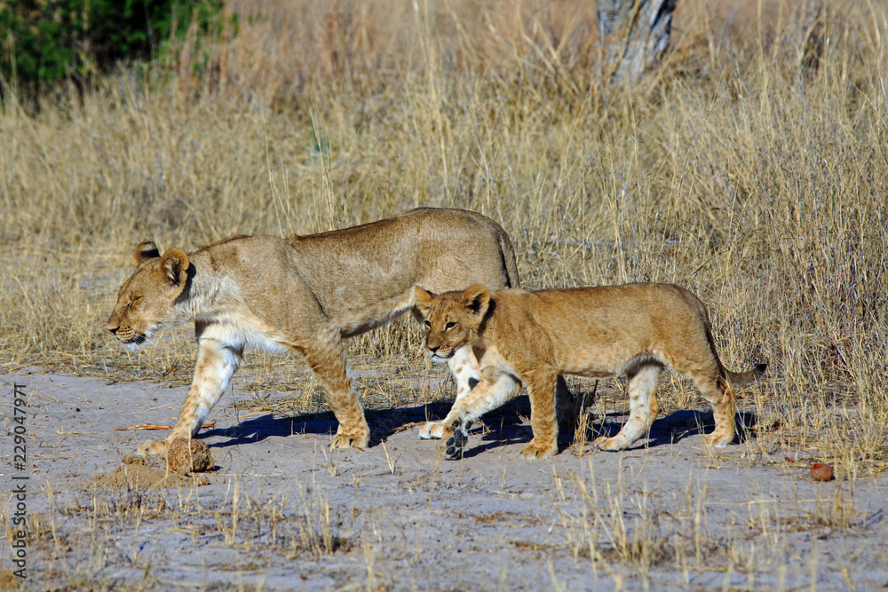 Mother Lioness and her Adolescent Cub walking across dry sandy tracks in Hwange National Park, Zimbabwe