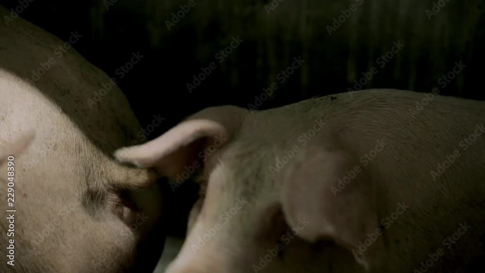 Intensively farmed pigs in batch pens. Farm for pig breeding. Pig farm for the production of genetic resources in animal husbandry. Intensively farmed pigs in batch pens. Farm for pig breeding. Pig farm for the production of genetic resources in animal husbandry.