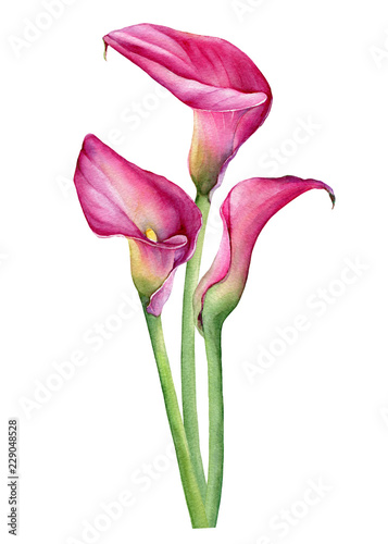 Leinwand Poster Bouquet of pink calla lily Zantedeschia rehmannii flower