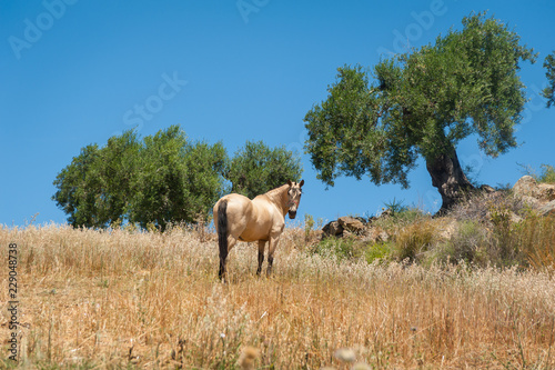 Horse grazing on a meadow in olive tree orchard. Tail.  Andalucia   Andalusia  Spain.