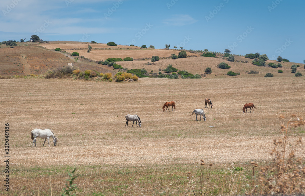 Horses grazing on a meadow. Farmland in Andalucia , Andalusia, Spain. Horses grazing on a meadow. Farmland in Andalucia , Andalusia, Spain.