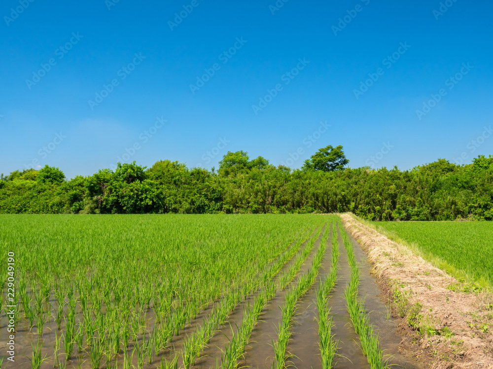 Rice paddy a month after transplanting with blue sky background