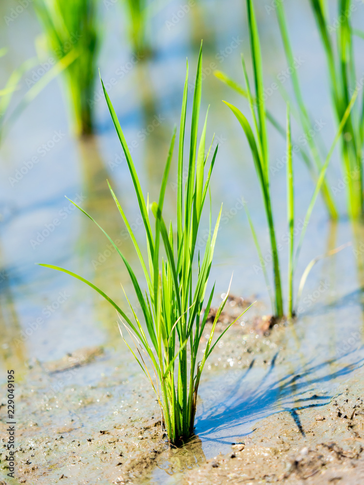 Obraz premium Rice seedlings close up a month after transplanting