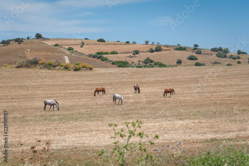Horses grazing on a meadow. Farmland in Andalucia , Andalusia, Spain.