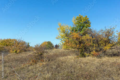 Amazing Autumn landscape of Cherna Gora  Monte Negro  mountain  Pernik Region  Bulgaria