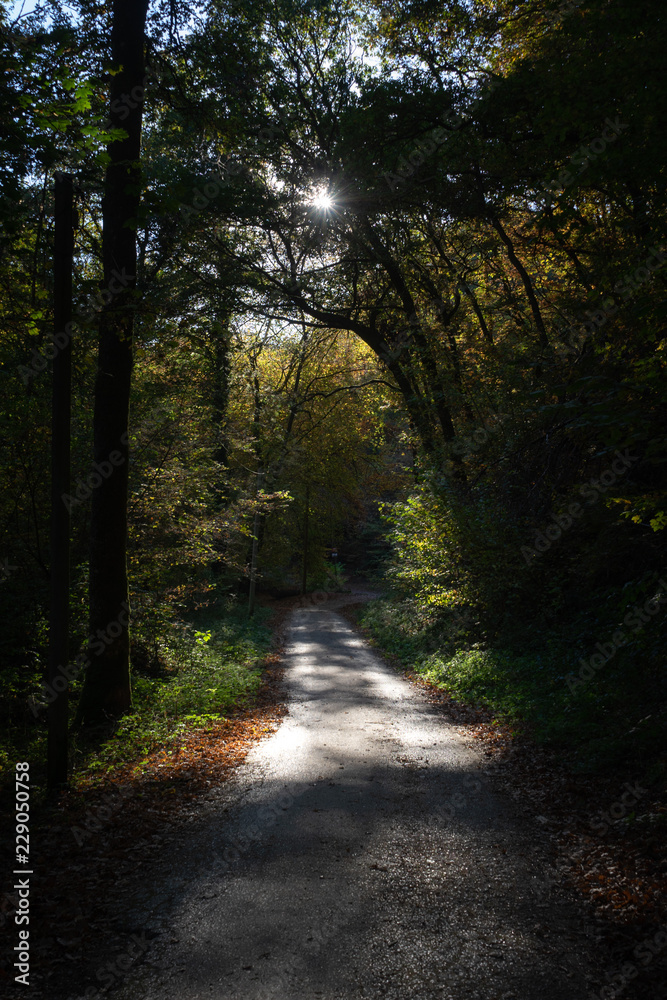 Fototapeta premium Wanderweg durch Wald im Herbst