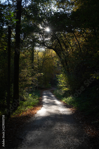Fototapeta Naklejka Na Ścianę i Meble -  Wanderweg durch Wald im Herbst