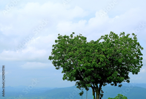 Amazing Natural Heart Shape Tree Against Cloudy Sky  Phitsanulok Province  Thailand