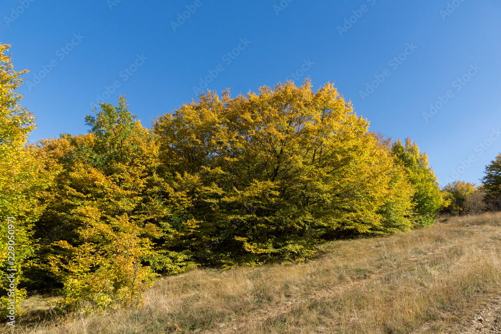 Amazing Autumn landscape of Cherna Gora (Monte Negro) mountain, Pernik Region, Bulgaria