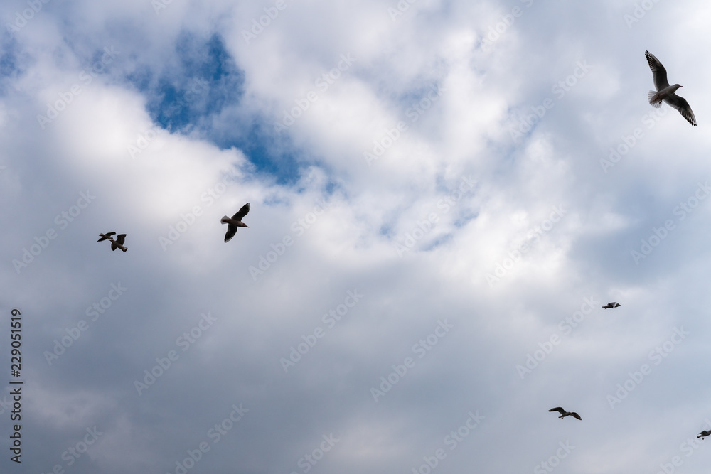 Vögel vor Wolken