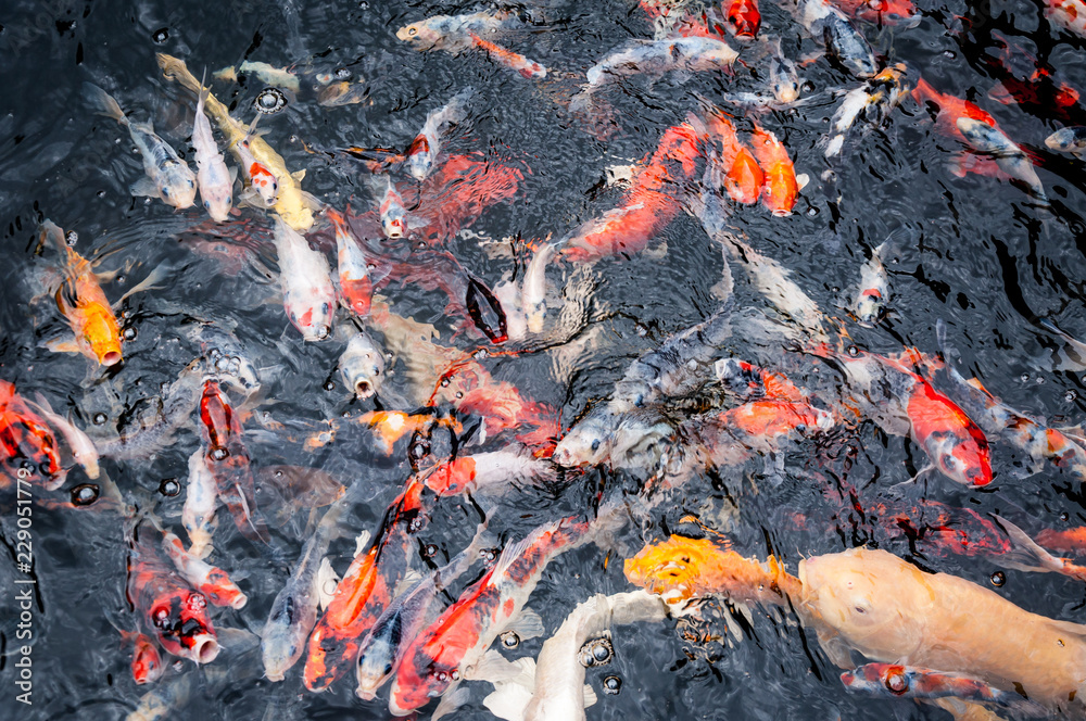 Beautiful carp koi fish swimming in pond in the garden Beautiful carp koi fish swimming in pond in the garden