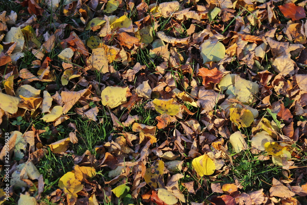 Herbstlaub im Gras