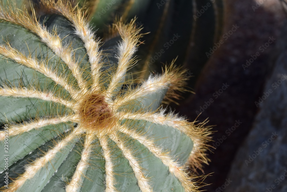 Fototapeta premium Cactus