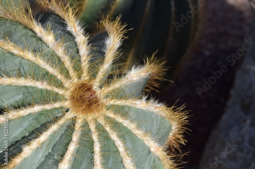 Cactus © Gary