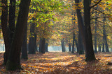 Herfst in het bos, prachtige kleuren zijn te bewonderen