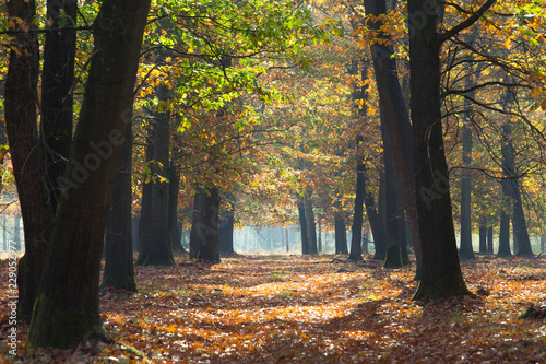 Herfst in het bos, prachtige kleuren zijn te bewonderen photo