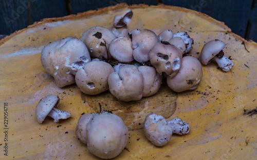 Autumn mushrooms lying on a birch wooden circle photo