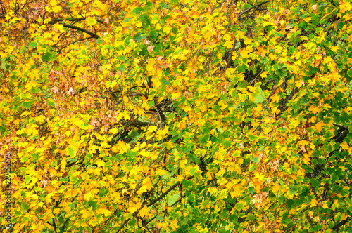 Kolorowe liści brzozy