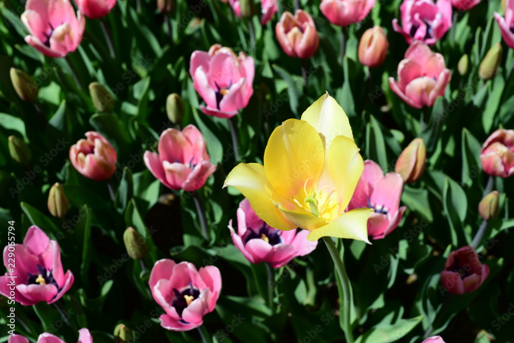 tulip, flower, spring, nature, white, yellow, green, narcissus, plant, daffodil, garden, blossom, flowers, tulips, bloom, beauty, floral, field, flora, beautiful, daffodils, color, petal, leaf, season tulip, flower, spring, nature, white, yellow, green, narcissus, plant, daffodil, garden, blossom, flowers, tulips, bloom, beauty, floral, field, flora, beautiful, daffodils, color, petal, leaf, season