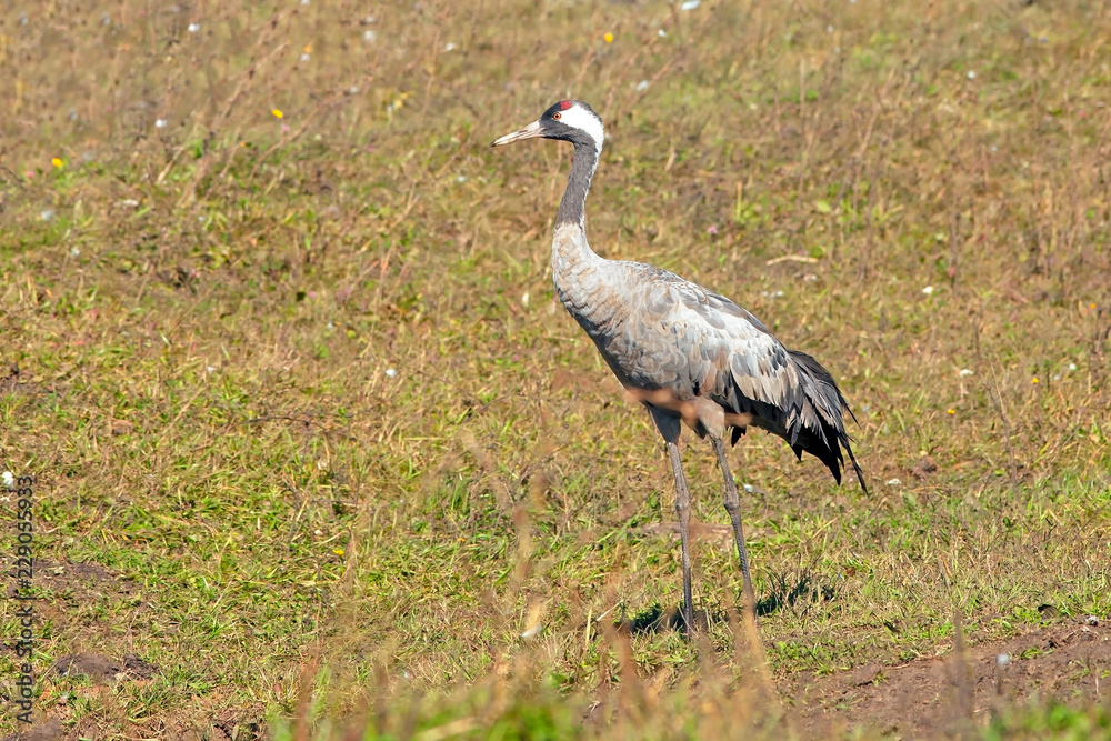 Obraz premium graceful beautiful cranes walk in the meadow, cranes in the wild