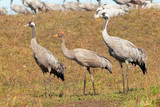 graceful beautiful cranes walk in the meadow, cranes in the wild