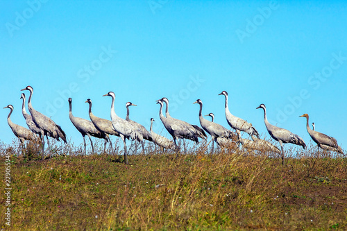 graceful beautiful cranes walk in the meadow  cranes in the wild