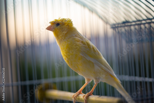 yellow canary in cage © Morocko