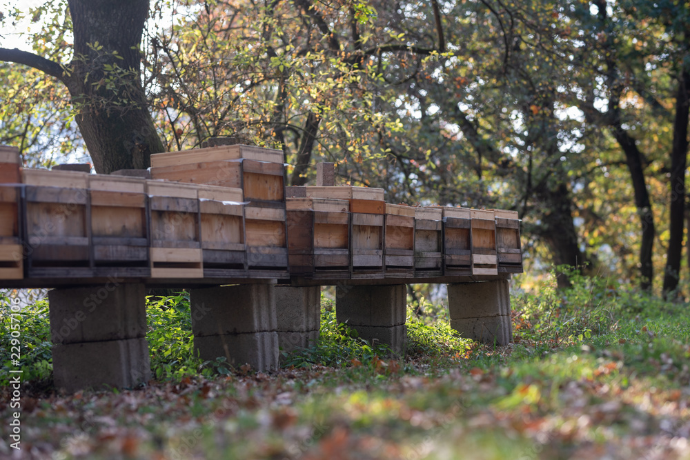 Imker beim kontrollieren der Bienen im Herbst Imker beim kontrollieren der Bienen im Herbst