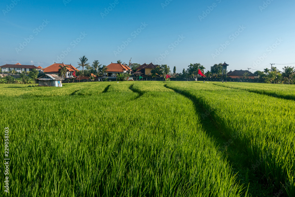 rice fields, Bali, Indonesia