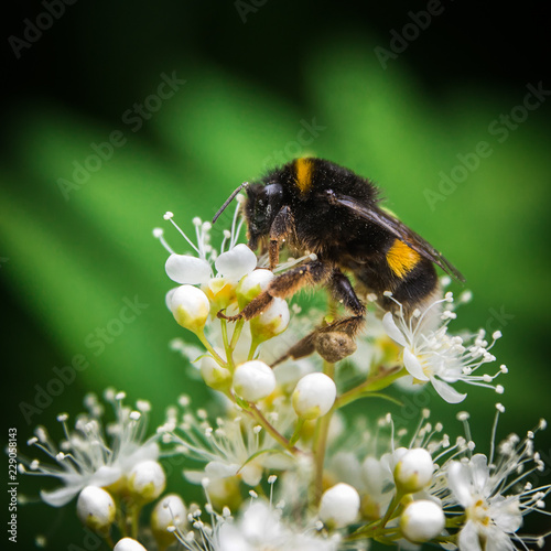 A bumblebee on a summer flower © Сергей Чирков