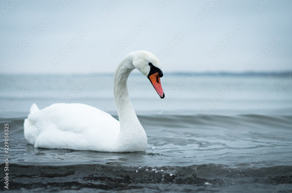 Fototapeta premium Graceful swan having a swim.