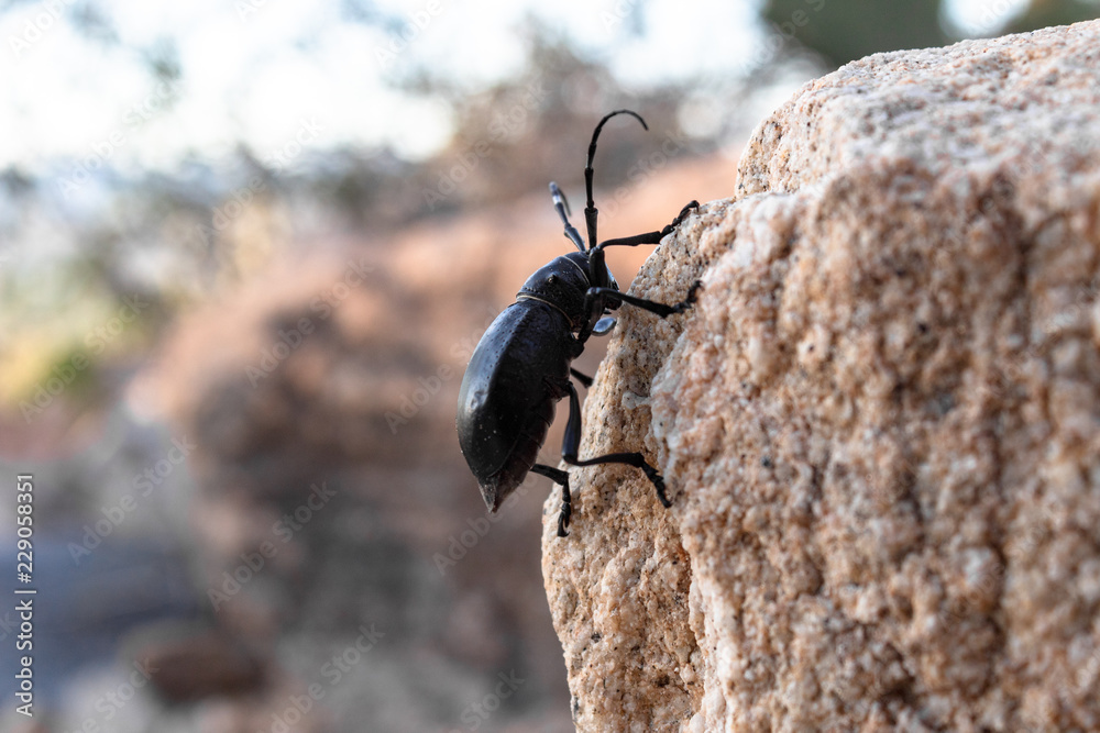A cactus longhorn beetle, Moneilema, perched on a rock in the Sonoran Desert north of Tucson, Arizona. An all black large insect which enjoys dining on prickly pear cactus. A cactus longhorn beetle, Moneilema, perched on a rock in the Sonoran Desert north of Tucson, Arizona. An all black large insect which enjoys dining on prickly pear cactus.