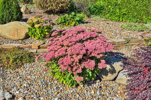Fototapeta Naklejka Na Ścianę i Meble -  Bright bush with pink Inflorescences of succulent Sedum flowers close-up, lat. (Hylotelephium spectabile) - beautiful decorative plant for garden landscape design or garden rockery, alpine slide 
